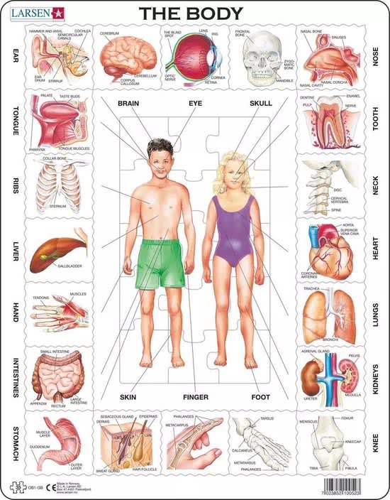 Larsen Menselijk Lichaam